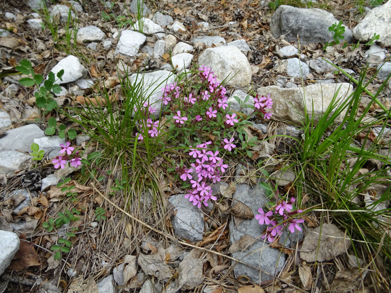 Saponaria ocymoides / Saponaria rossa